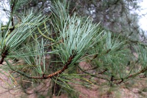 pinus nigra maritima (1) (1200 x 800)